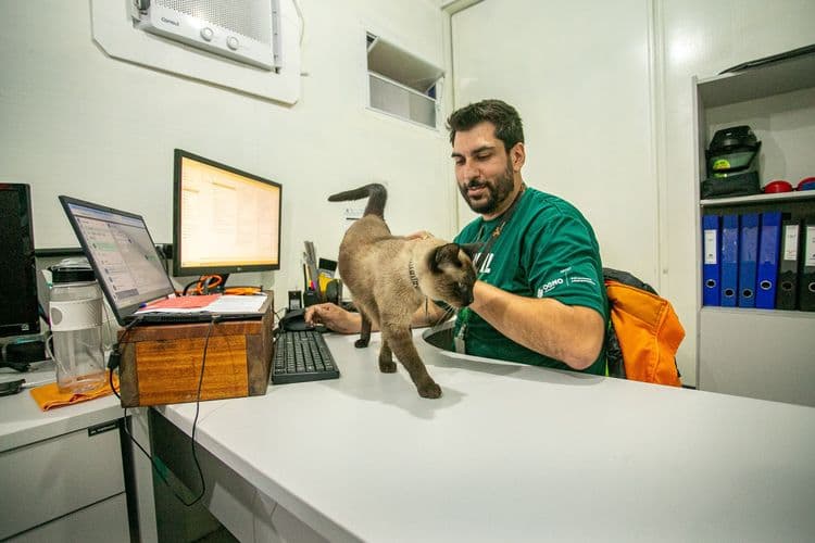 Gato Marcelo se tornou um 'engenheiro de sonecas' na obra do Moegão, conquistando o coração dos funcionários. Reprodução: Globo