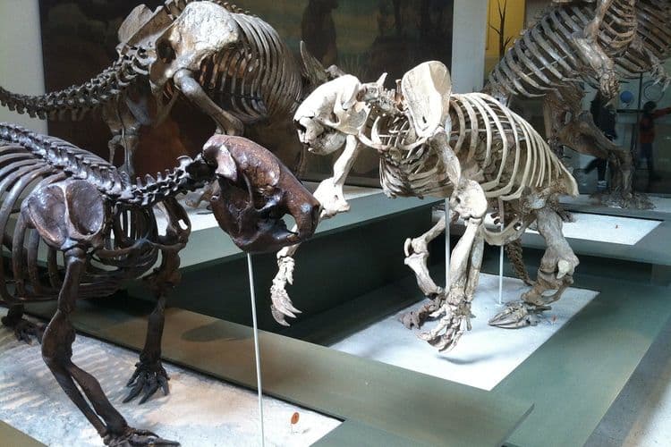 Pesquisadores analisam a extinção dos preguiças-gigantes e suas estratégias evolutivas. Reprodução: Gizmodo
