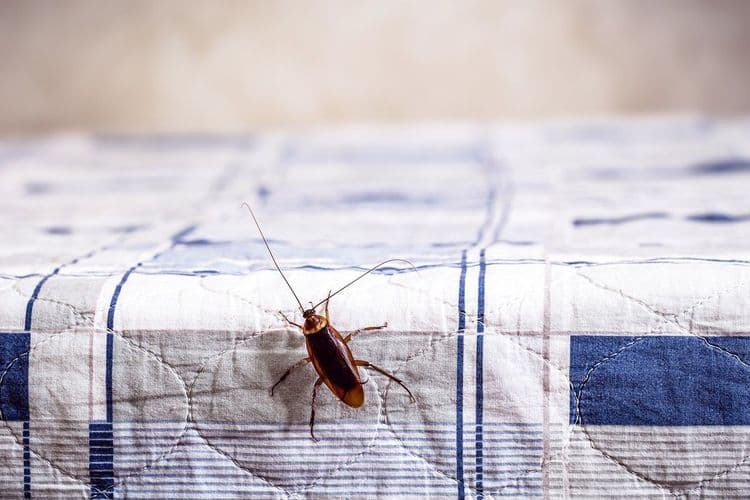 Dicas Naturais para Espantar Baratas de Casa