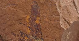 Nova Espécie de Mosca-Serra é Descoberta na Austrália