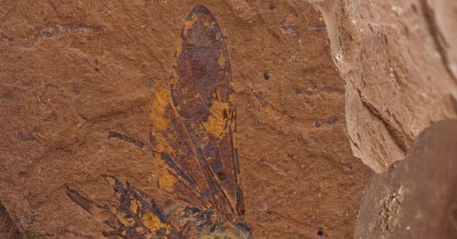 Nova Espécie de Mosca-Serra é Descoberta na Austrália