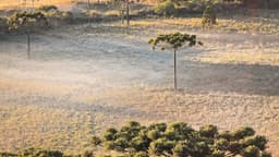 A previsão do tempo traz variações climáticas de geadas no Sul e seca crítica no Centro-Oeste. Legenda da imagem. Reprodução: Globo