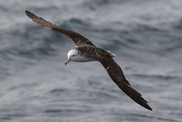 Aves marinhas, como o shearwater, podem defecar enquanto voam por razões evolutivas. Reprodução: Gizmodo