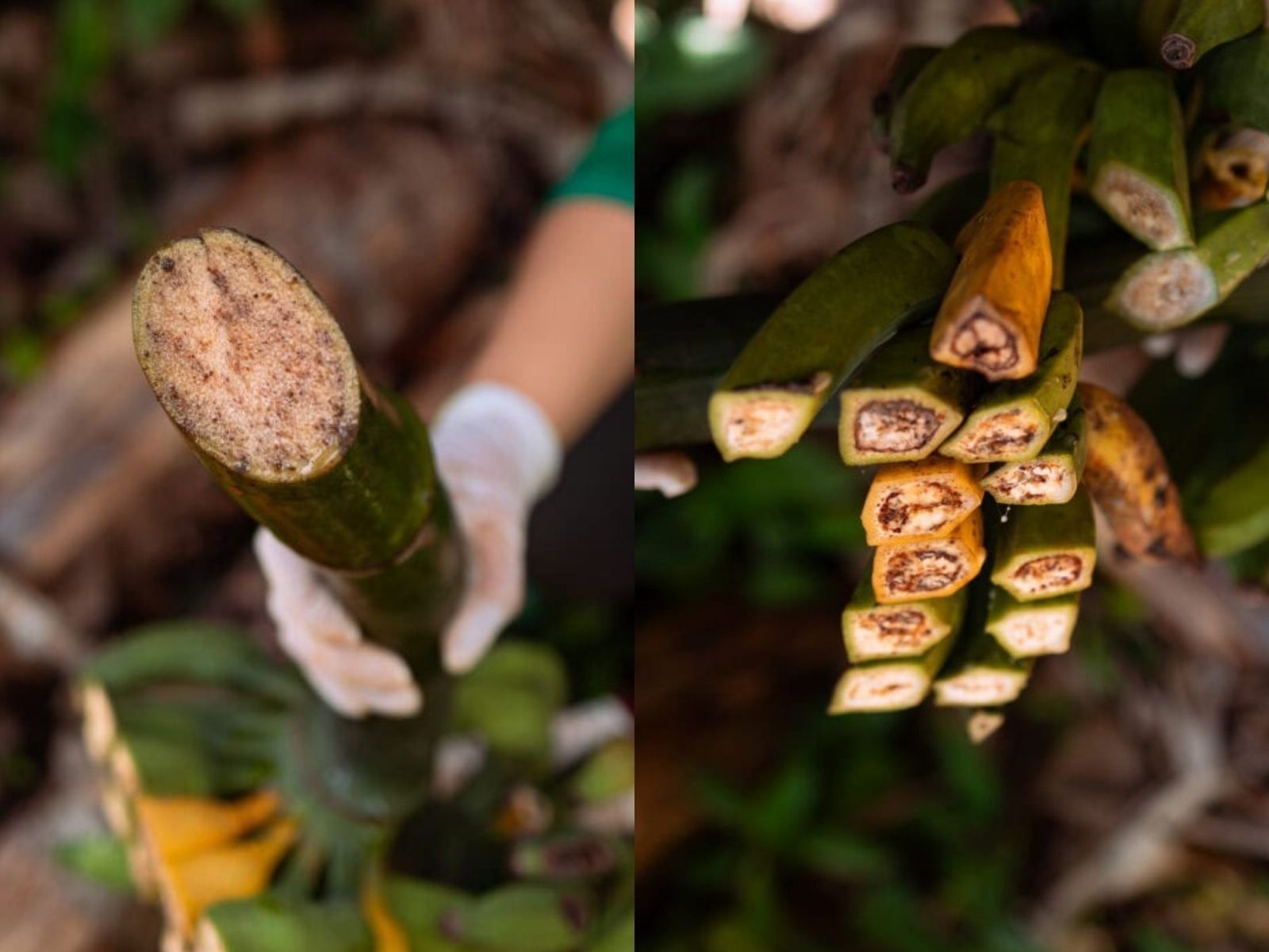 Segundo caso de bactéria que causa perda de bananeiras é detectado no interior do Acre