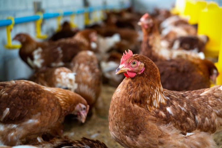 Brasil enfrenta surto de gripe aviária com novos casos surgindo em diferentes estados. Reprodução: Globo