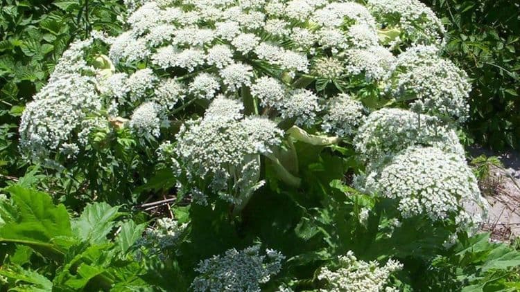 Alerta de saúde na Lombardia devido ao contato com vegetação. Reprodução: Ig.com.br
