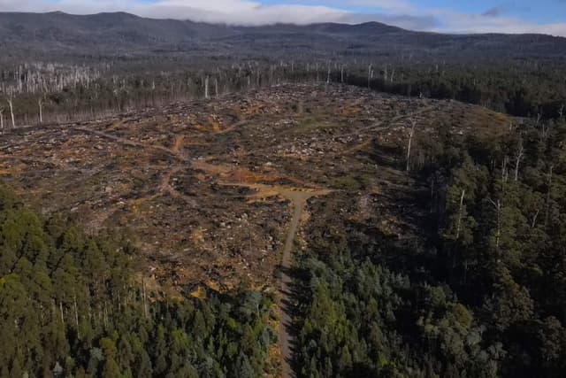 Toco de eucalipto de 500 anos representa a exploração madeireira em ecossistemas da Tasmânia. Reprodução: Globo