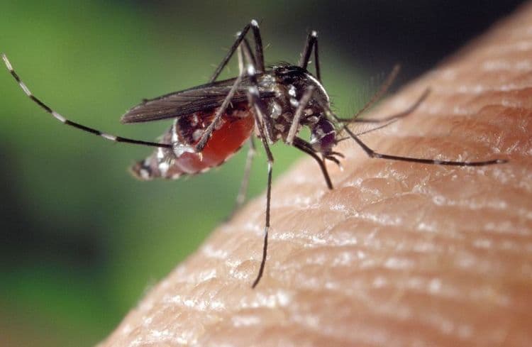 Governo intensifica campanha nacional contra a dengue