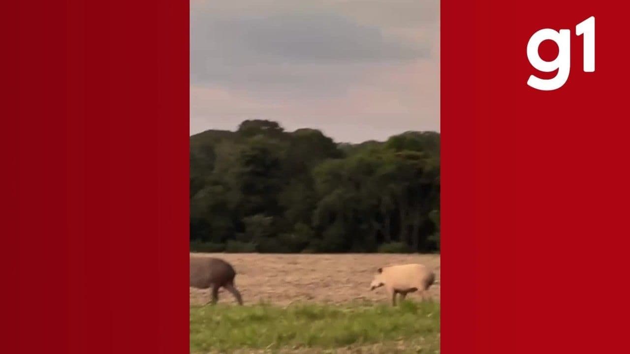 Anta albina é vista em plantação de soja no MT