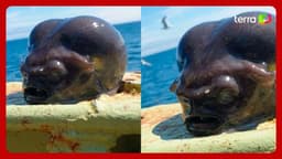 Pescador encontra peixe com aparência estranha no Pacífico