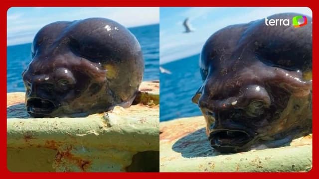 Pescador encontra peixe com aparência estranha no Pacífico