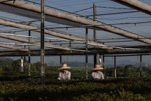 Suzano aponta demanda mais forte nos EUA e na Europa e desempenho resiliente do setor