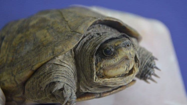 Microplásticos em Tartarugas da Amazônia: Impacto Surpreendente