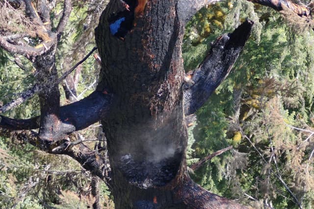 Caminhões de bombeiros combatem incêndio na histórica árvore Doerner Fir.; Reprodução: Gizmodo