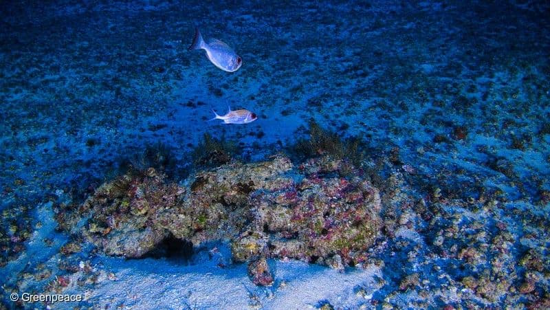 Estudo alerta sobre a ameaça crítica aos recifes de corais devido ao aquecimento global. Legenda da imagem. Reprodução: Globo