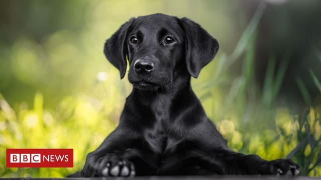 Escócia exige compromisso na adoção de cães