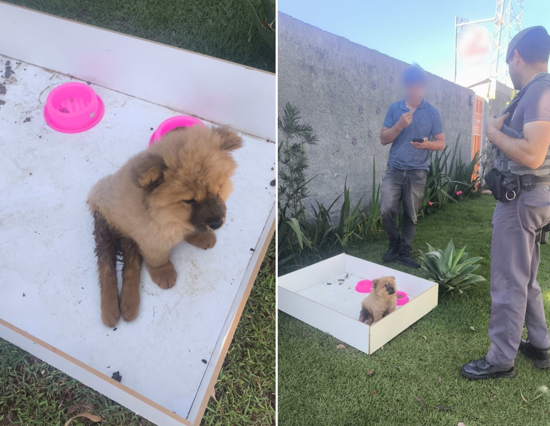 [Filhote de chow-chow encontrado após abandono em São Roque]. Reprodução: G1