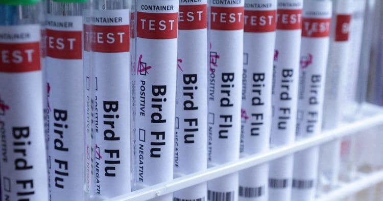Primeiro Caso de Gripe Aviária em Ovelha no Reino Unido