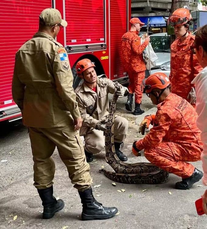 Bombeiros resgatam jiboia em Botafogo, Rio de Janeiro. Reprodução: Diário do Rio