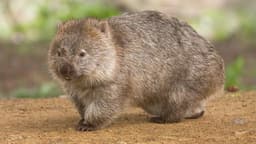 Vombates: os marsupiais que fazem cocô em cubos