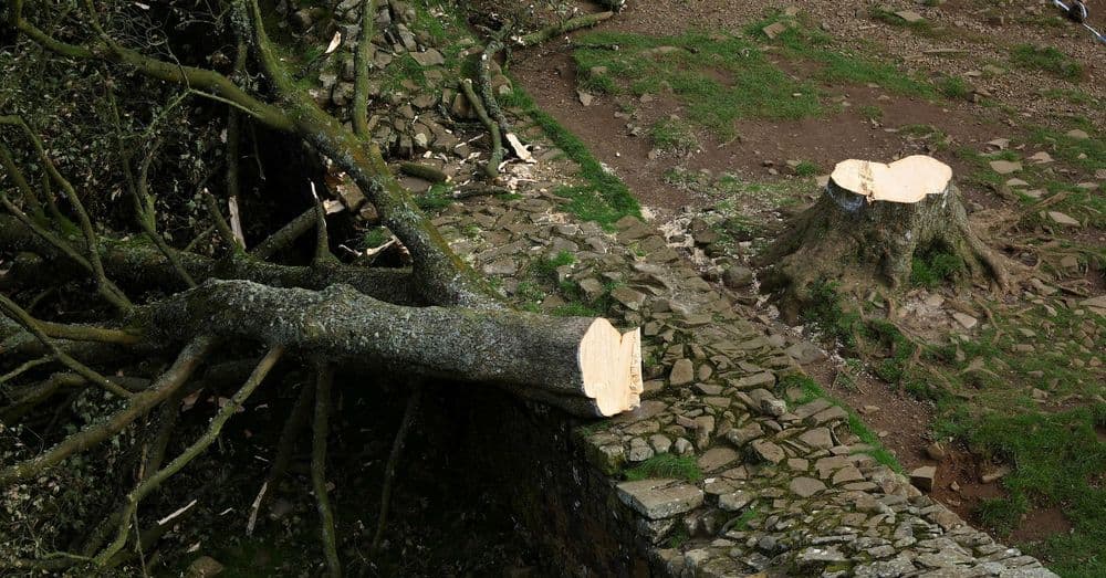 Homens responsáveis pela queda da famosa árvore 'Sycamore Gap' na Grã-Bretanha são processados. Legenda da imagem. Reprodução: Reuters