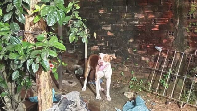 Tutora esconde criança em guarda-roupa, mas animal a surpreende e a tragédia acontece.; Reprodução: iG