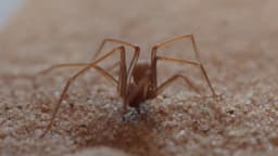 Jovem de 23 anos morre após picada de aranha-violinista no sul da Itália. Reprodução: Globo