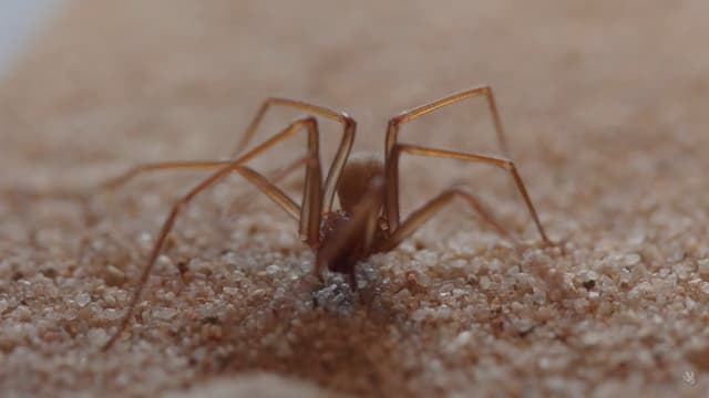 Jovem de 23 anos morre após picada de aranha-violinista no sul da Itália. Reprodução: Globo