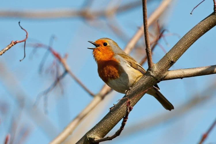 Google lança modelo de voz Chirp 3 na Vertex AI