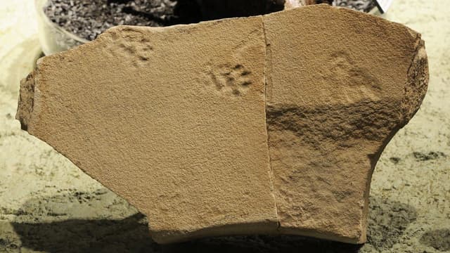Novas pegadas fósseis são encontradas no Monumento Nacional John Day, no Oregon. Reprodução: iG.