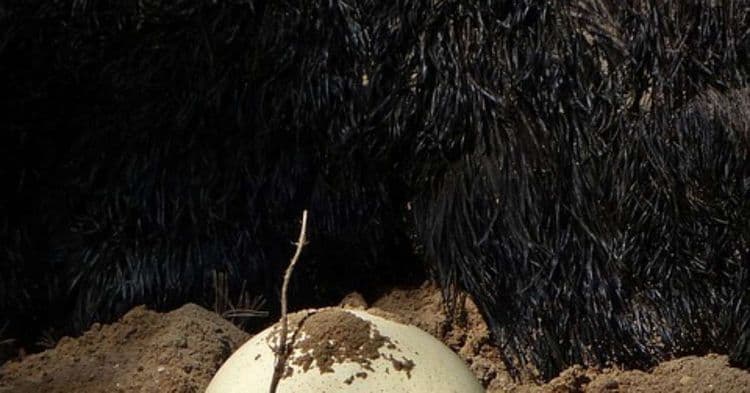 Animais Que Botam Ovos Além das Aves