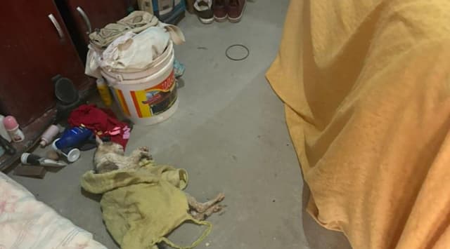 Trio preso em Monte Alto por suposta coleta clandestina de sangue de gatos. Legenda da imagem. Reprodução: Retorno do item 11