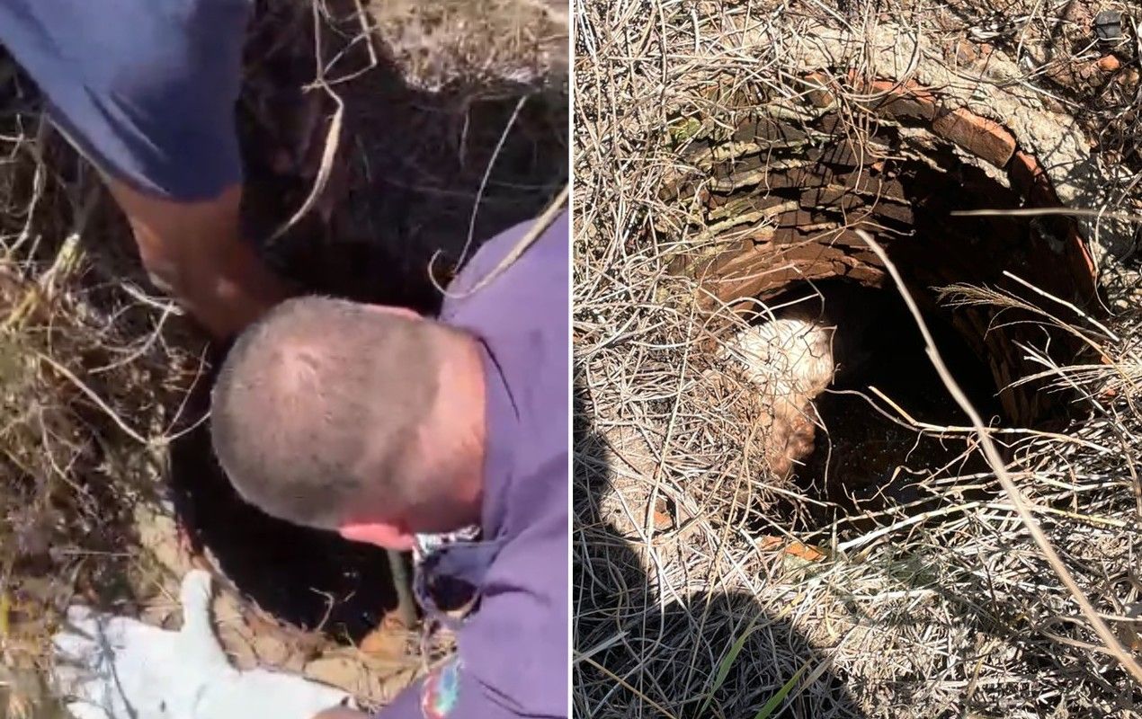 Cachorro resgatado de tubulação de esgoto em Igaraçu do Tietê.. Reprodução: G1