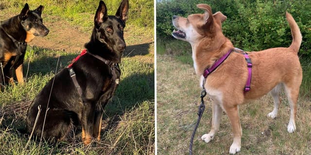 Duas raças de cães usam o Blue-9 Balance Harness durante um teste de eficácia. Reprodução: Business Insider