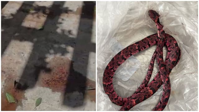 Homem vomita cobra após tentativa de engoli-la no Ceará