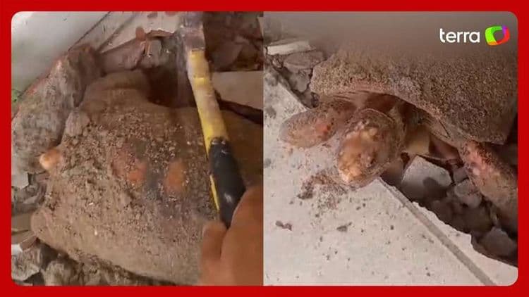 Mulher Descobre Jabuti Vivo Sob o Piso de Casa