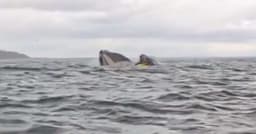 Experiência impressionante de jovem engolido por baleia