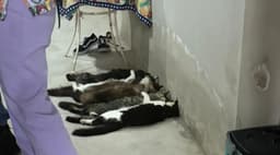 Gatos encontrados desacordados em clínica clandestina de coleta de sangue em Monte Alto, SP. Legenda da imagem. Reprodução: Retorno do item 11