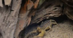 Nova espécie de escorpião da era dos dinossauros é descoberta