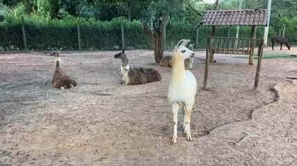 Zoológico de Bauru celebra 45 anos como referência em conservação de espécies ameaçadas. Reprodução: Globo.