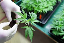 A planta de maconha é apresentada como parte do contexto das bebidas canábicas em ascensão. Legenda da imagem. Reprodução: Business Insider