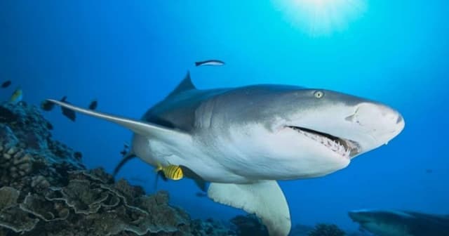 Turista perde mãos após ataque de tubarão ao fazer selfie