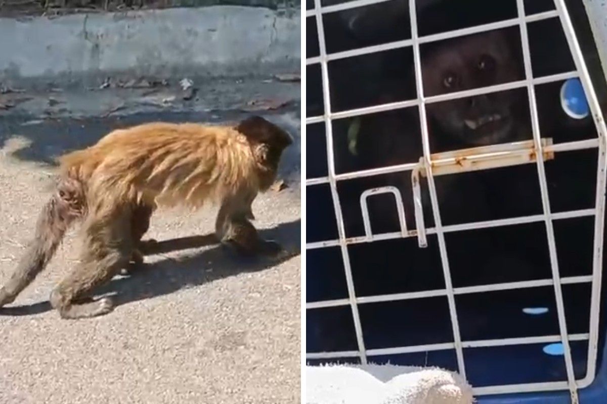 Guarda Municipal resgata macaco-prego ferido em Americana.. Reprodução: G1