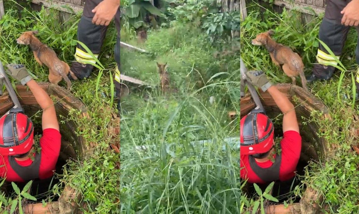 Bombeiros resgatam cachorro em poço de quatro metros em Paragominas.. Reprodução: G1