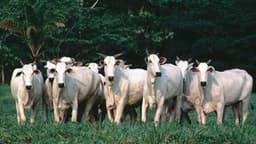 Pecuária no Mato Grosso impulsiona desmatamento, elevando riscos econômicos globais.. Reprodução: VEJA