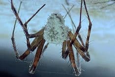 Descoberta nova aranha controlada por fungo zumbi