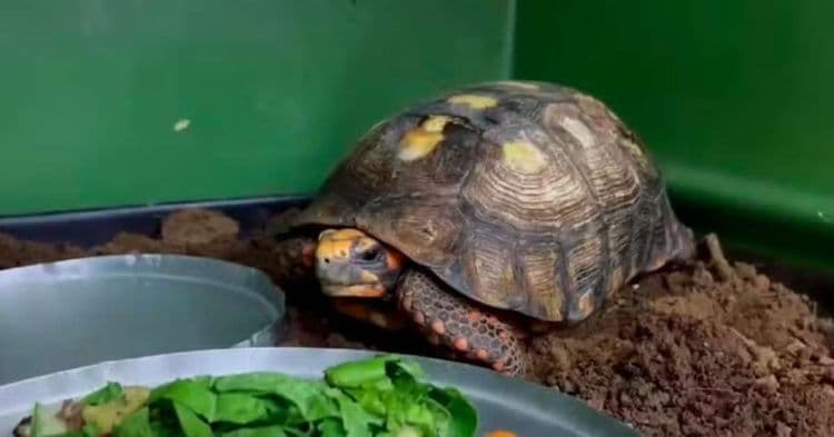 Jabuti resgatado passa por quarentena após anos soterrado