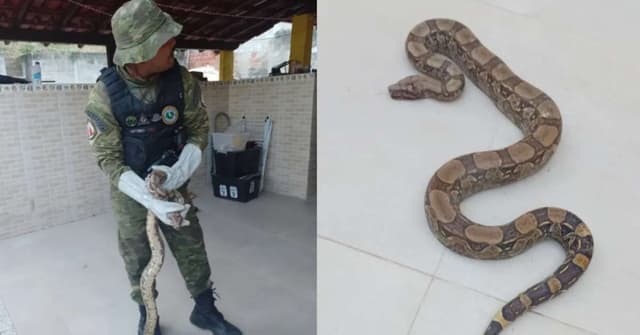 Guarda Municipal resgata jiboia ferida em Maricá