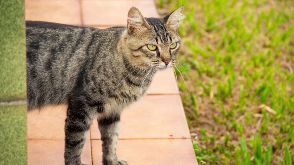 Repelente ultrasônico solar para evitar gatos em jardins e varandas. Reprodução: EL PAÍS