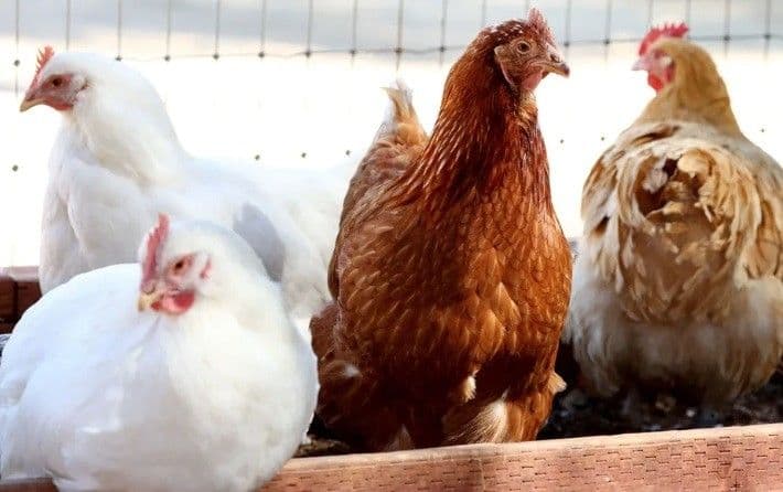 Confirmado primeiro caso de gripe aviária em granja comercial no Brasil. Reprodução: Globo